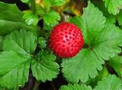 Fraisier Indes (Potentilla indica)