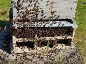 pitié pour abeilles, néonics bientôt retour dans champs