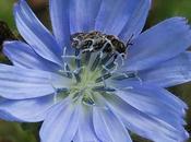 Chicorée sauvage (Cichorium intybus)