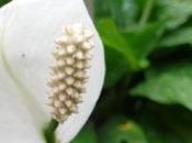 plante d'intérieur fleurs blanches: spathiphyllum