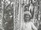 Photographies collectes H.B.T. Somerville dans Salomon 1893-1894
