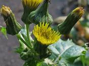 Laiteron épineux (Sonchus asper)