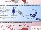 #Cell #interneurone #gliome #histones Progéniteur d’Interneurones Histone H3.3G34-Mutant Coopte PDGFRA pour Genèse Gliomes
