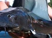 Envie caviar français besoin vous