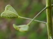 Bourse pasteur commune (Capsella bursa-pastoris)