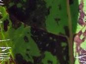 Épervière précoce (Hieracium glaucinum)