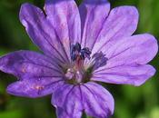 Géranium Pyrénées (Geranium pyrenaicum)