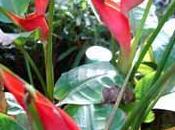 fleur tropicale: balisier héliconia.