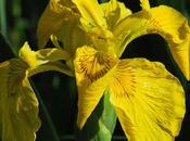 Iris marais (Iris pseudacorus)