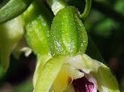 Épipactis Mueller (Epipactis muelleri)