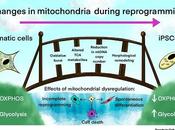 #trendsincellbiology #ADNmitochondrial #pluripotence Dynamique l’ADN Mitochondrial Reprogrammation vers Pluripotence