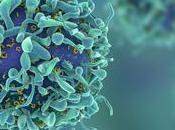 CANCER Vers immunothérapie CAR-T encore boostée