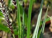 Laîche glauque (Carex flacca)