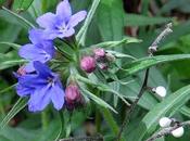 Grémil bleu-pourpre (Buglossoides purpurocaerulea)