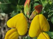 Lotier corniculé (Lotus corniculatus)