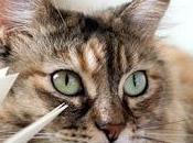 chats d'Evelyne Dress