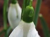 Perce-neige (Galanthus nivalis)