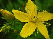 Millepertuis perforé (Hypericum perforatum)