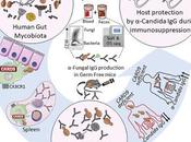 #Cell #règne #champignon #microbioteintestinal #anticorps #IgG microbiote intestinal humain module l’immunité l’induction d’anticorps antifongiques