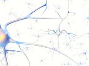 DÉPRESSION perte d’astrocytes cause