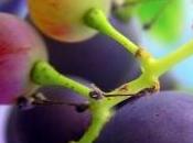CANCER PEAU Quelques grains raisin pour arrêter U.V.