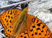 Tabac d'Espagne (Argynnis paphia)