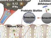 IMMUNOTHÉRAPIE cancer microsphères smectite pour booster