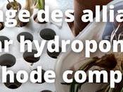 Forçage alliacées hydroponie (vidéo)