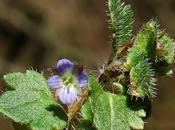 Véronique feuilles lierre (Veronica hederifolia)