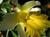 Jonquille (Narcissus pseudonarcissus)