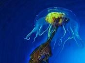 Antartica, traces l'empereur