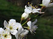 Prunellier, Épine noire (Prunus spinosa)