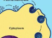 MACROPINOCYTOSE bloquer pour affamer stroma tumoral