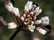 Tabouret perfolié (Microthlaspi perfoliatum)