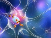 NEUROGENÈSE biomarqueur nouvelles cellules neurales