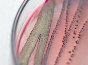 MALADIE CROHN coli pourrait déclencher MICI
