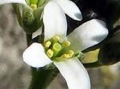 Arabette hérissée (Arabis hirsuta)