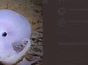 Ringo Starr écolo dans l’âme