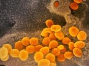 COVID-19 nouvel antiviral oral divise charge virale