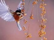 biomimétisme avec Bioxegy