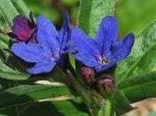 Grémil bleu-pourpre (Buglossoides purpurocaerulea)