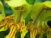 Lamier jaune (Lamium galeobdolon)