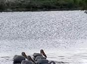 pélicans sont retour