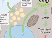 #Cell #récepteur #GPR3 #thermogénèse #tissuadipeux lipolyse entraîne l'expression récepteur GPR3 constitutivement actif pour induire thermogenèse adipeuse