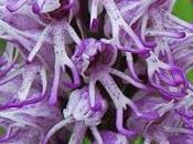 Orchis singe (Orchis simia)