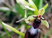 Ophrys mouche (Ophrys insectifera)