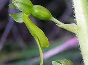 Listère feuilles ovales (Neottia ovata)