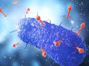 ANTIBIORÉSISTANCE Comment gentil virus vilaine bactérie