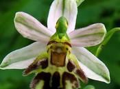 Ophrys abeille var. botteronii (Ophrys apifera botteronii)