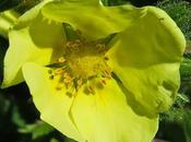 Potentille droite (Potentilla recta)